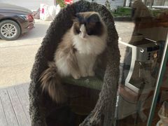-糯米喵星人总部直营旗舰店·猫舍·幼猫出售
