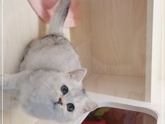 -柚子猫舍·精品猫舍购猫·猫咪认养·购宠·宠物店