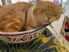 -平行世界·猫咖(首经贸店)