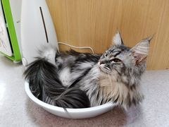 -猫和宫(六道口店)