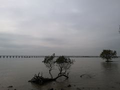 -宝安西湾红树林湿地公园