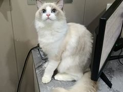 -四月宠物医院·猫专科·心脏专科·内科(转塘店)