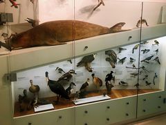 -墨尔本博物馆(Melbourne Museum)