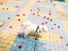 -创凡宠物医院·骨专科  猫科中心(西乡分院)