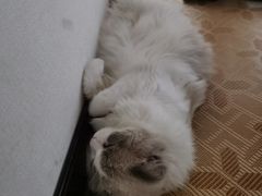 -糯米喵星人总部直营旗舰店·猫舍·幼猫出售