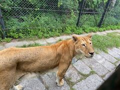 -深圳野生动物园