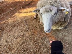 -神户市立六甲山牧场