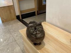 -有猫儿腻咖啡厅.猫咖
