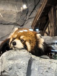 -Zoolung Zoolung动物主题公园(海信广场店)