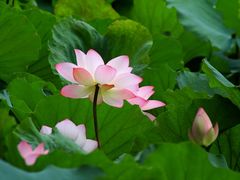 -荔湾湖公园