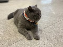 -歎雪糕低糖低脂Gelato冰淇淋