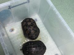 -北京观赏动物医院·24小时大型综合·猫专科·异宠专科