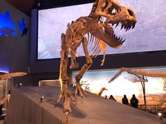 -贝林大翅鲸简餐厅(国家海洋博物馆店)