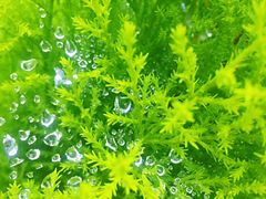 -螺大蛳柳州螺蛳粉·火锅·热干面(西城永捷店)