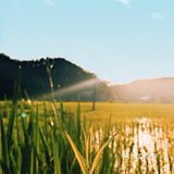 芳草碧连天 问君此去几时来 来时莫徘徊