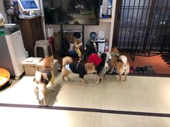 -逗柴咖啡屋·狗咖猫咖宠物桌游