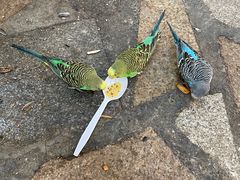 -南宫五洲植物乐园