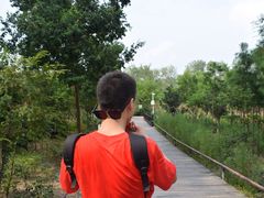 -合肥滨湖国家森林公园