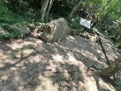 -上海佘山国家森林公园天马山园