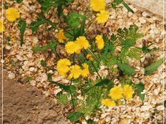 -北京大学燕东园