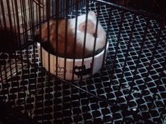 -藦茜花园宠物主题亲子互动体验馆(国顺东路店)