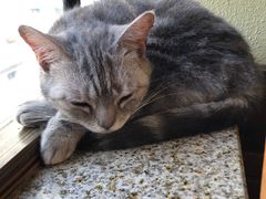 -more than meow吴止猫主题餐厅(承德 中船汇店)