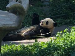 -都江堰中华大熊猫苑