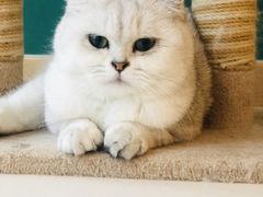 -飞行喵MR PILOT|猫舍·猫咖(静安大融城店)