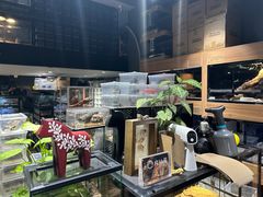 -酷以爬仙阁实体爬宠店·守宫·蜥蜴·专业繁育