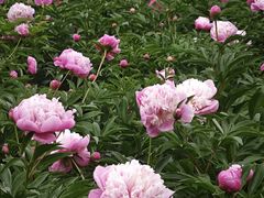 -黑龙江省森林植物园