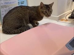 -御宝贝·A梦猫科宠物医院(国际猫友好医院)