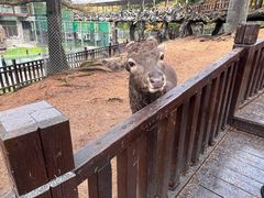 -横道河子东北虎林园