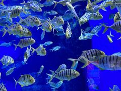 -成都浩海立方海洋公园