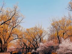 -颐和园