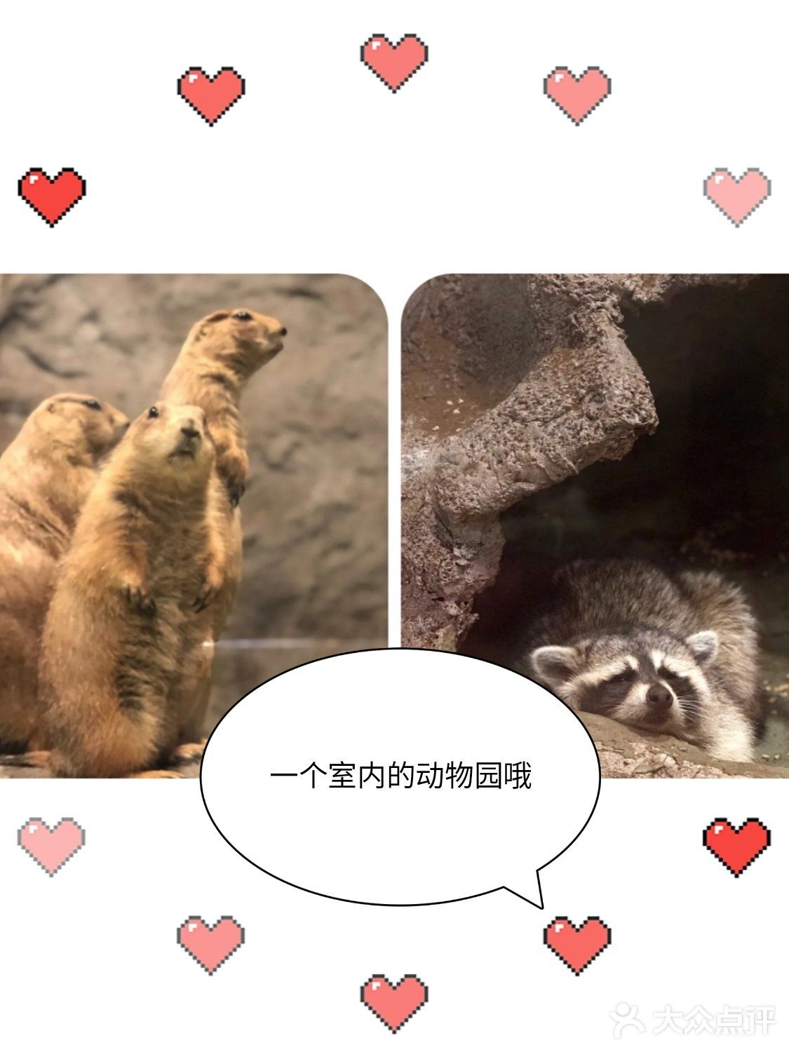 这是一家可以带孩子去参观的室内动物园