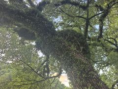 -谢怀亮芝麻茶