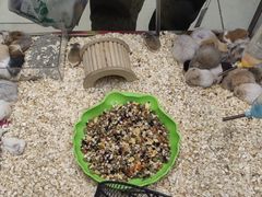 -钓仓鼠(洋桥北里小区店)