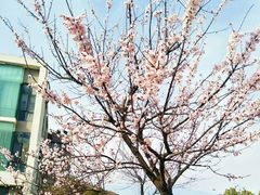 -安徽大学(磬苑校区)