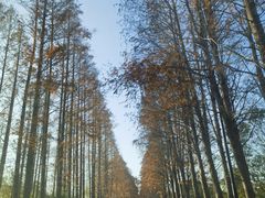 -东平国家森林公园
