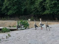 -崖口煲仔饭