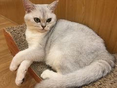 -滚猫咖啡·猫咖·猫友好撸猫(未来城店)