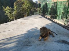 -栾川竹海野生动物园