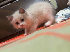 -Bastet sally猫舍购宠(静安店)