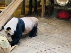 -深圳野生动物园