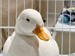 -怪兽屋·羊驼·猫咖·狗咖(俊华广场店)