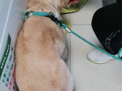 -宠福鑫康馨动物医院·骨科·眼科