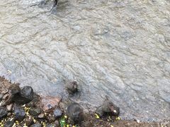 -西双版纳原始森林公园