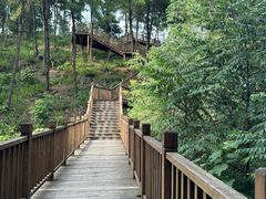 -铁山坪森林公园