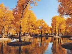 -金塔沙漠胡杨林景区