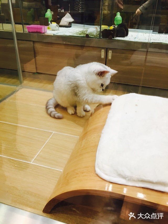 呆萌小猫的妖娆睡姿[笑哭]